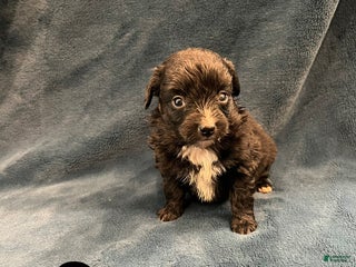 Mixed Breed dogs Sara - Ad 8