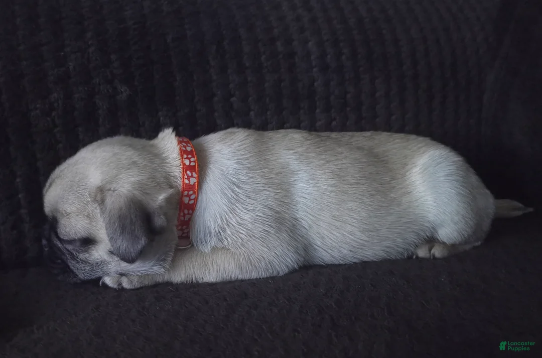 Pug dogs for sale: Orange - Ad 3