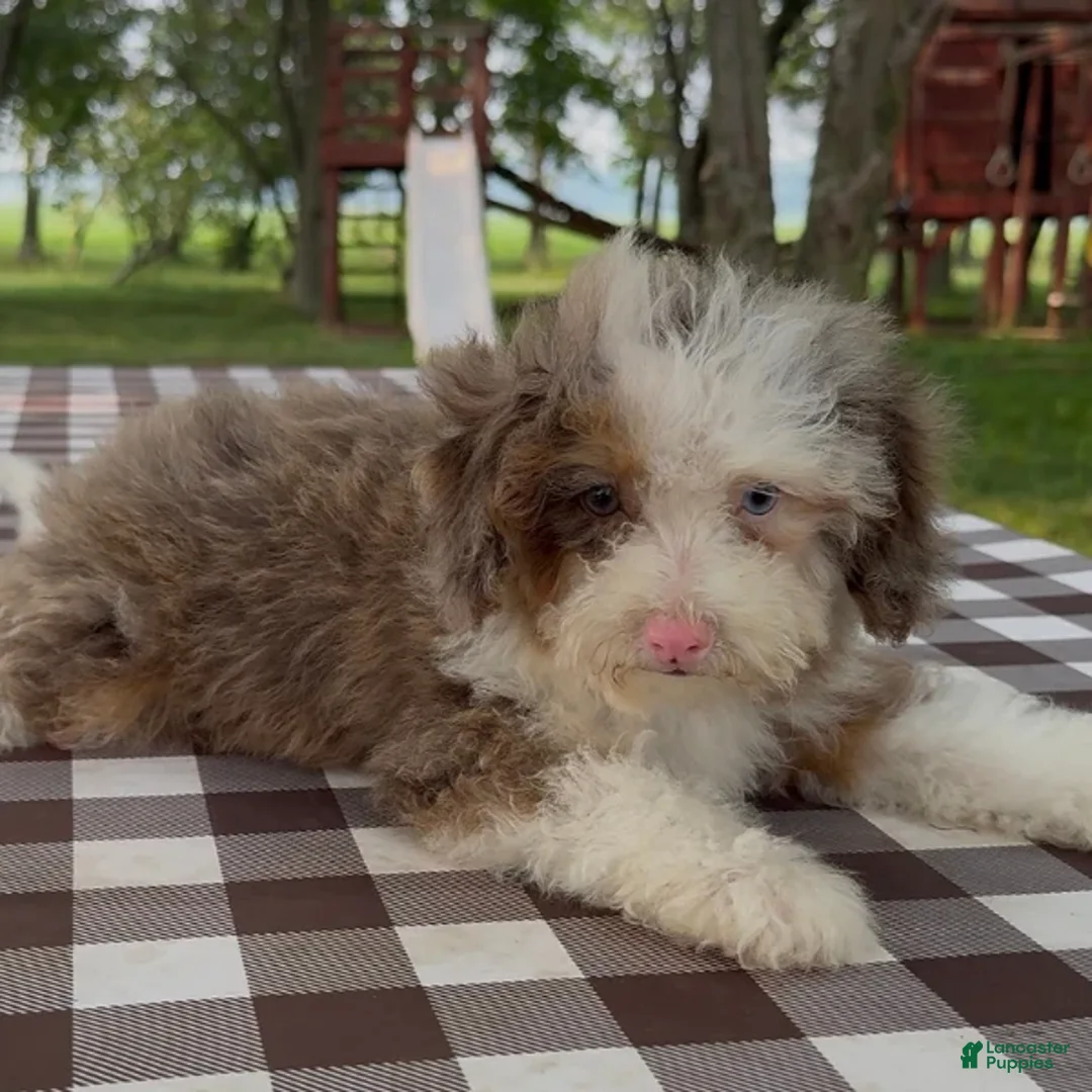 Mini Bernedoodle dogs for sale: Paris - Ad 2