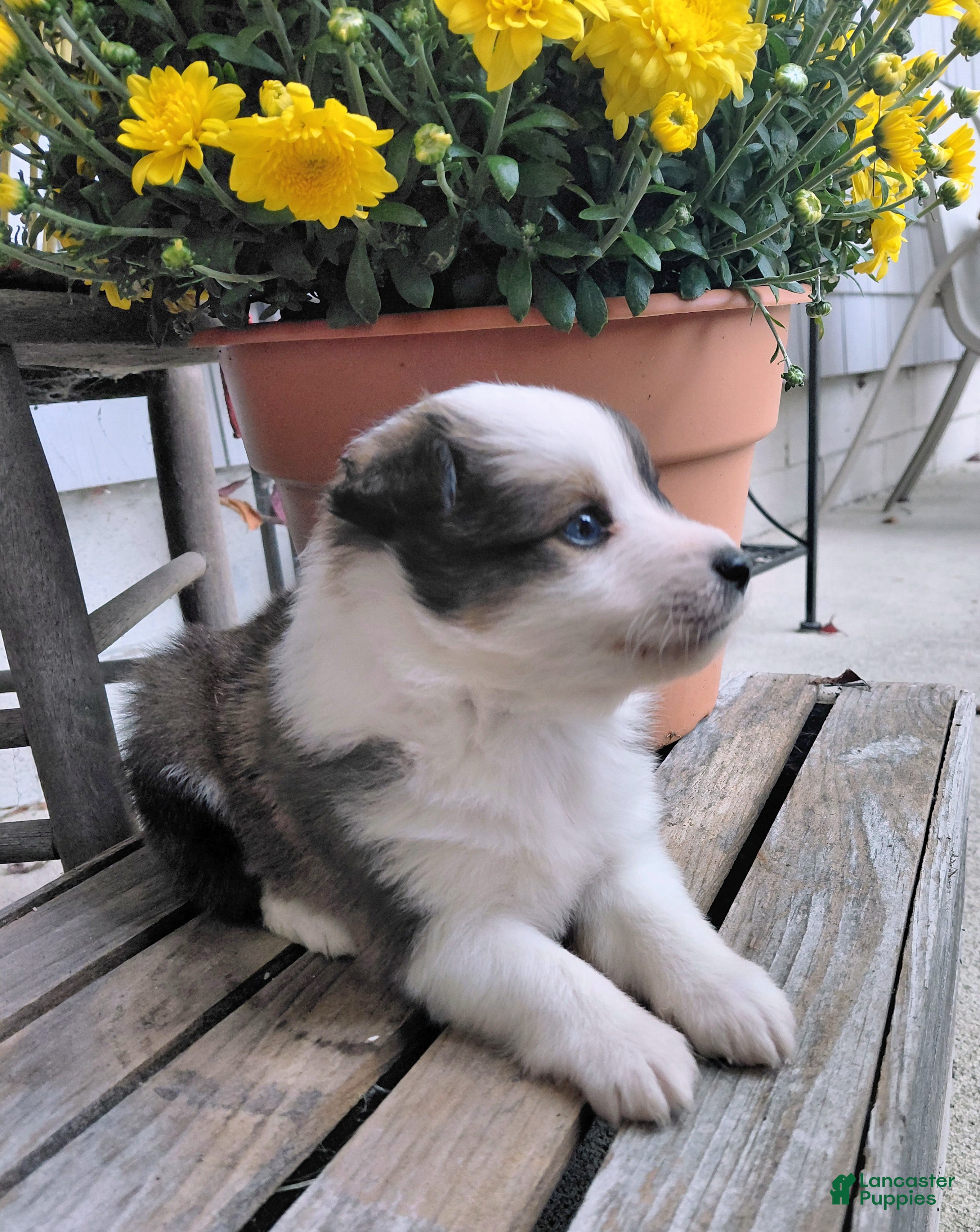 Mixed Breed dogs Charlie - Ad 2