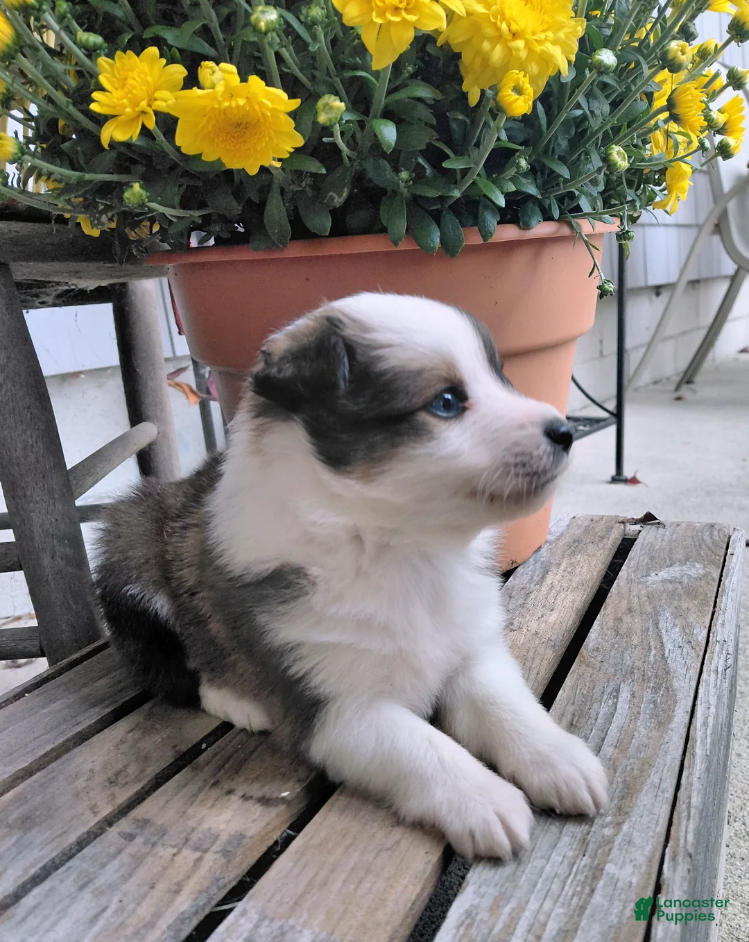 Mixed Breed dogs for sale: Charlie - Ad 2