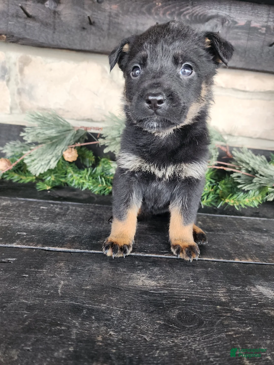 Mixed Breed dogs for sale: Rosy - Ad 3