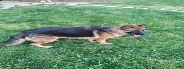 Zola