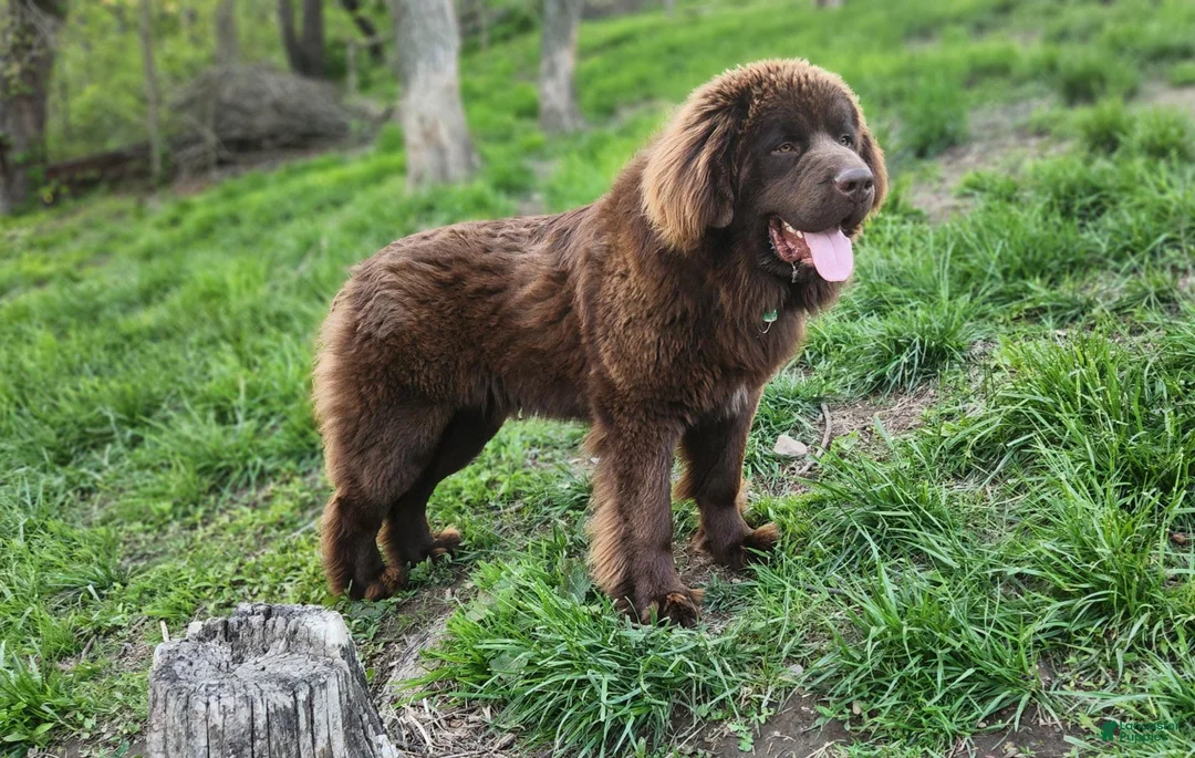 Newfoundland dogs for sale: Elise - Ad 11