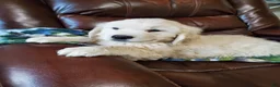 Golden Retriever dogs for sale: Pioneer - Ad 2