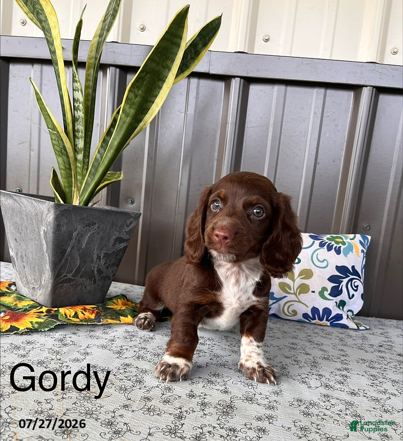 Miniature Dachshund dogs Gordy - Ad 1