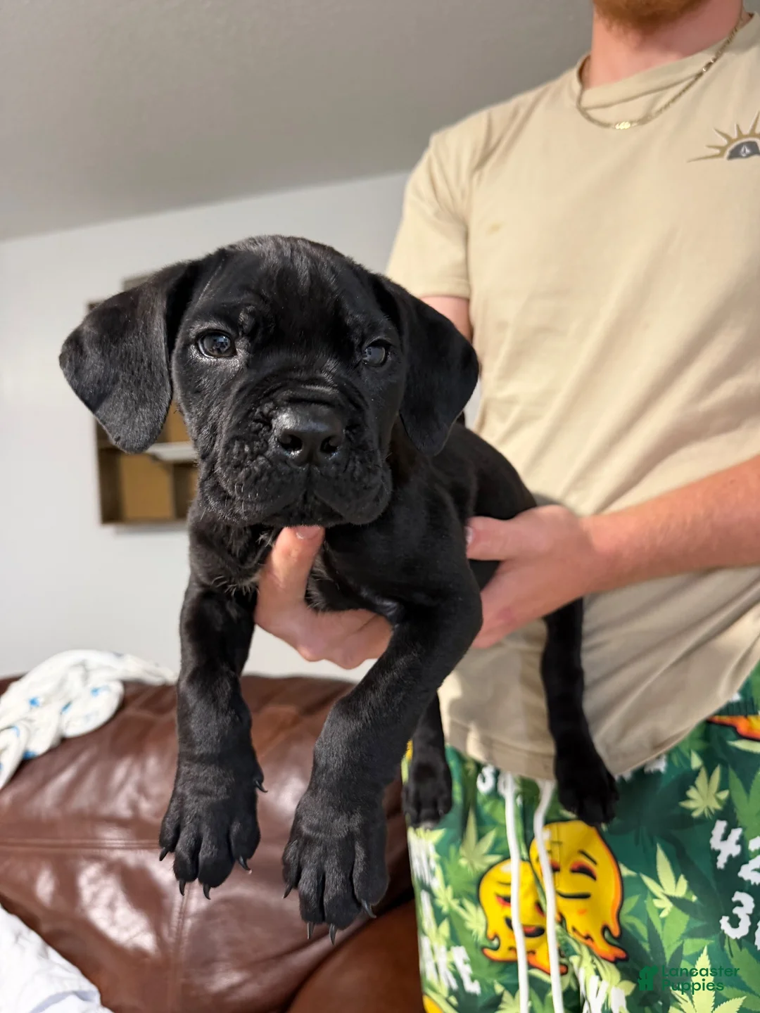 Cane Corso dogs for sale: Cane Corso 1 - Ad 1