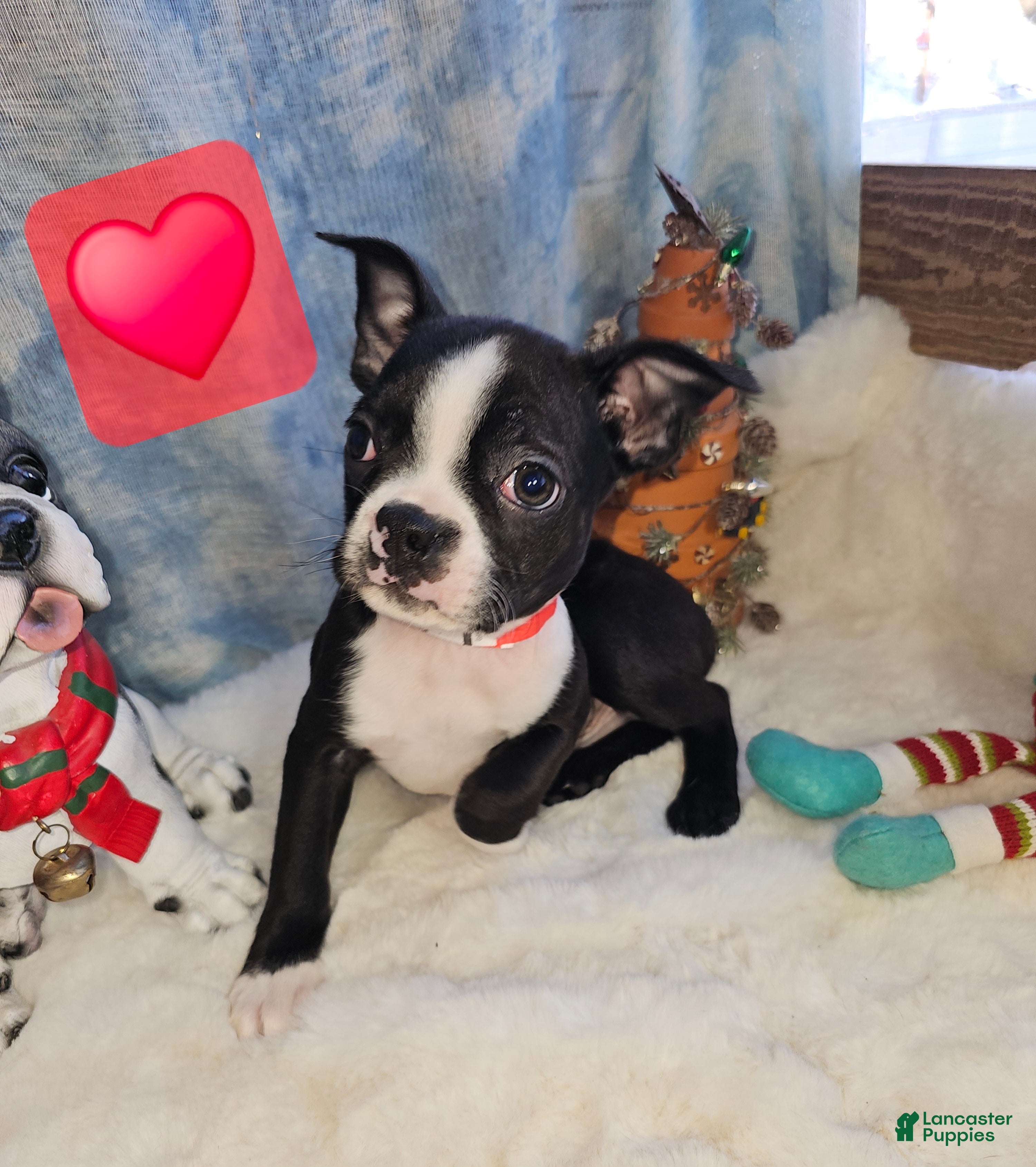 Boston Terrier dogs for sale: Boston Terrier Puppy 4 - Ad 3