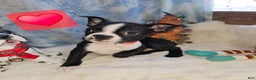 Boston Terrier dogs for sale: Boston Terrier Puppy 4 - Ad 1