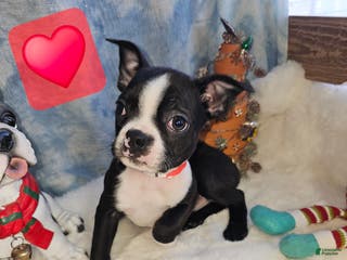 Boston Terrier dogs Boston Terrier Puppy 4 - Ad 4