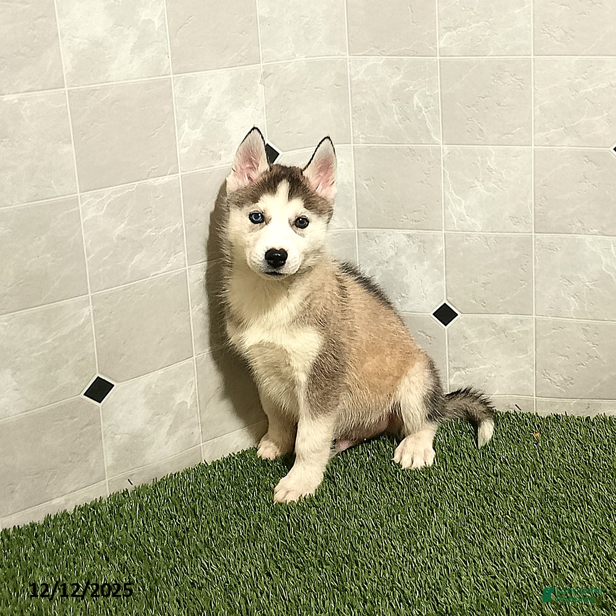 Siberian Husky dogs Oliver - Ad 9