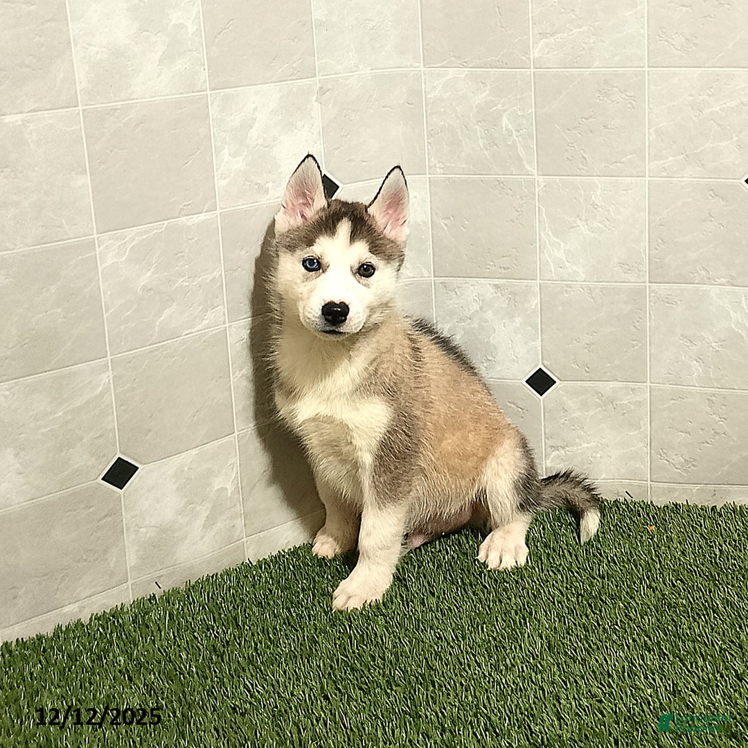 Siberian Husky dogs for sale: Oliver - Ad 1