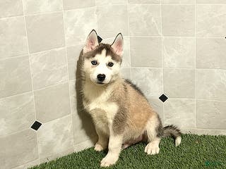 Siberian Husky dogs Oliver - Ad 22