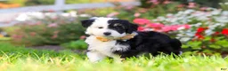 Mixed Breed dogs for sale: Hunter - Ad 5