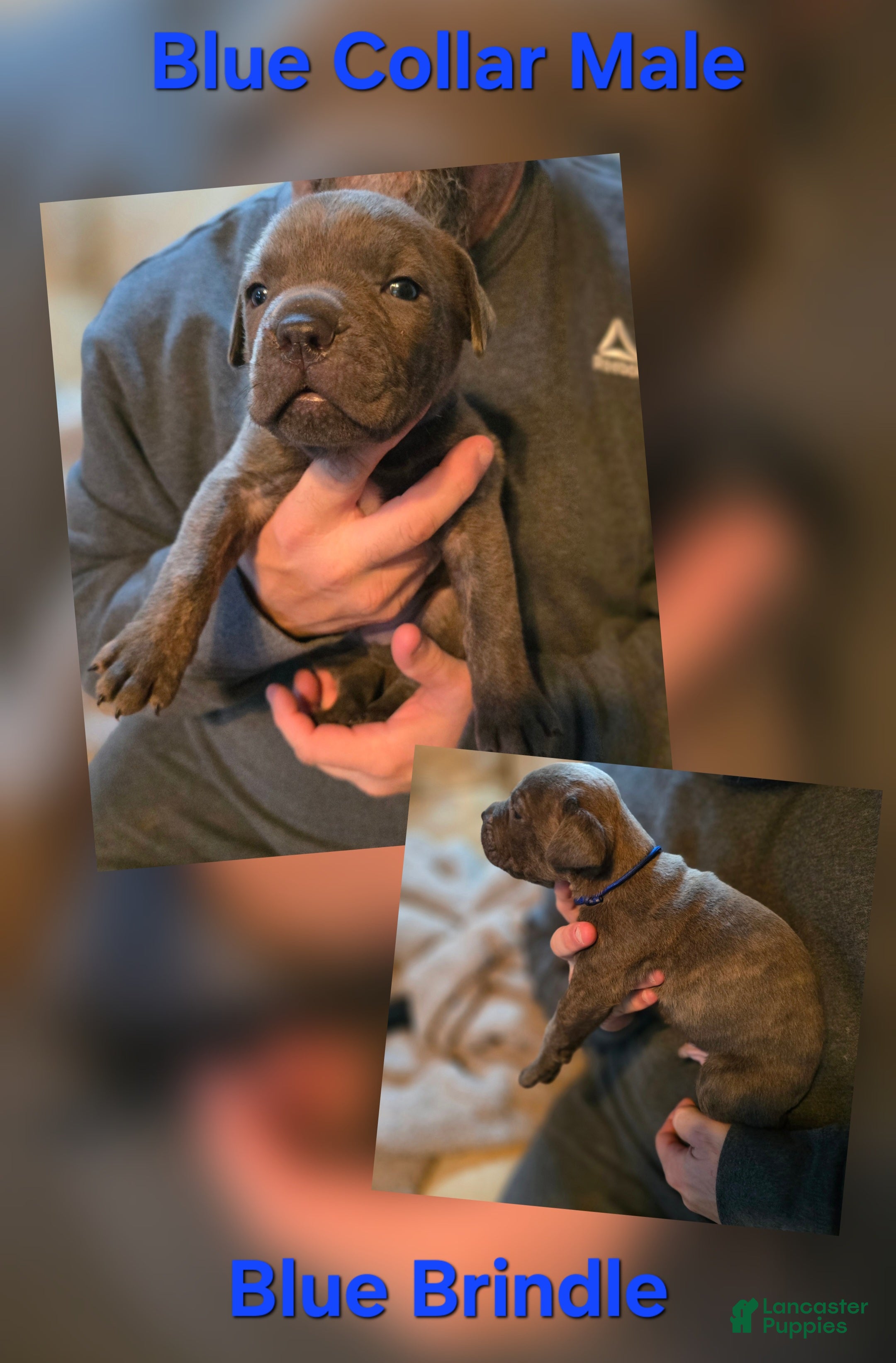 Cane Corso dogs Cane Corso Puppy 3 - Ad 25