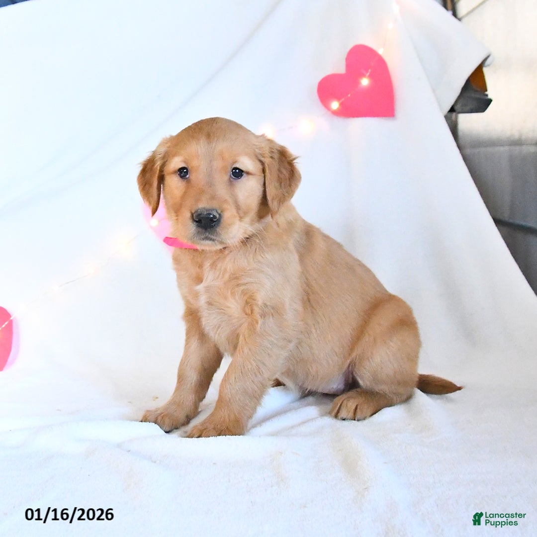 Golden Retriever dogs for sale: Muffin - Ad 4