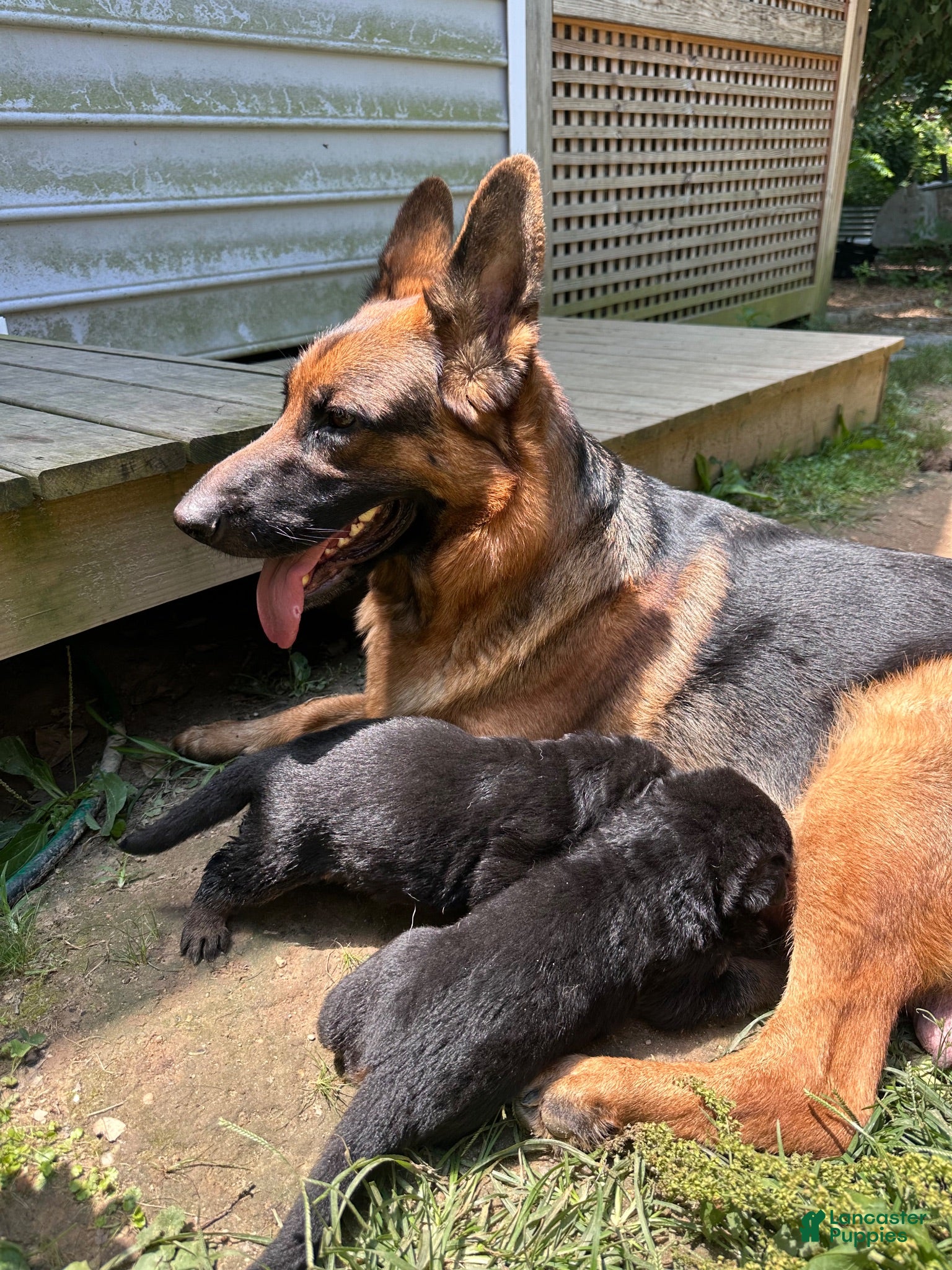 German Shepherd dogs German Shepherd 3 - Ad 32