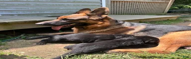 German Shepherd 3