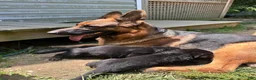 German Shepherd dogs for sale: German Shepherd 3 - Ad 1