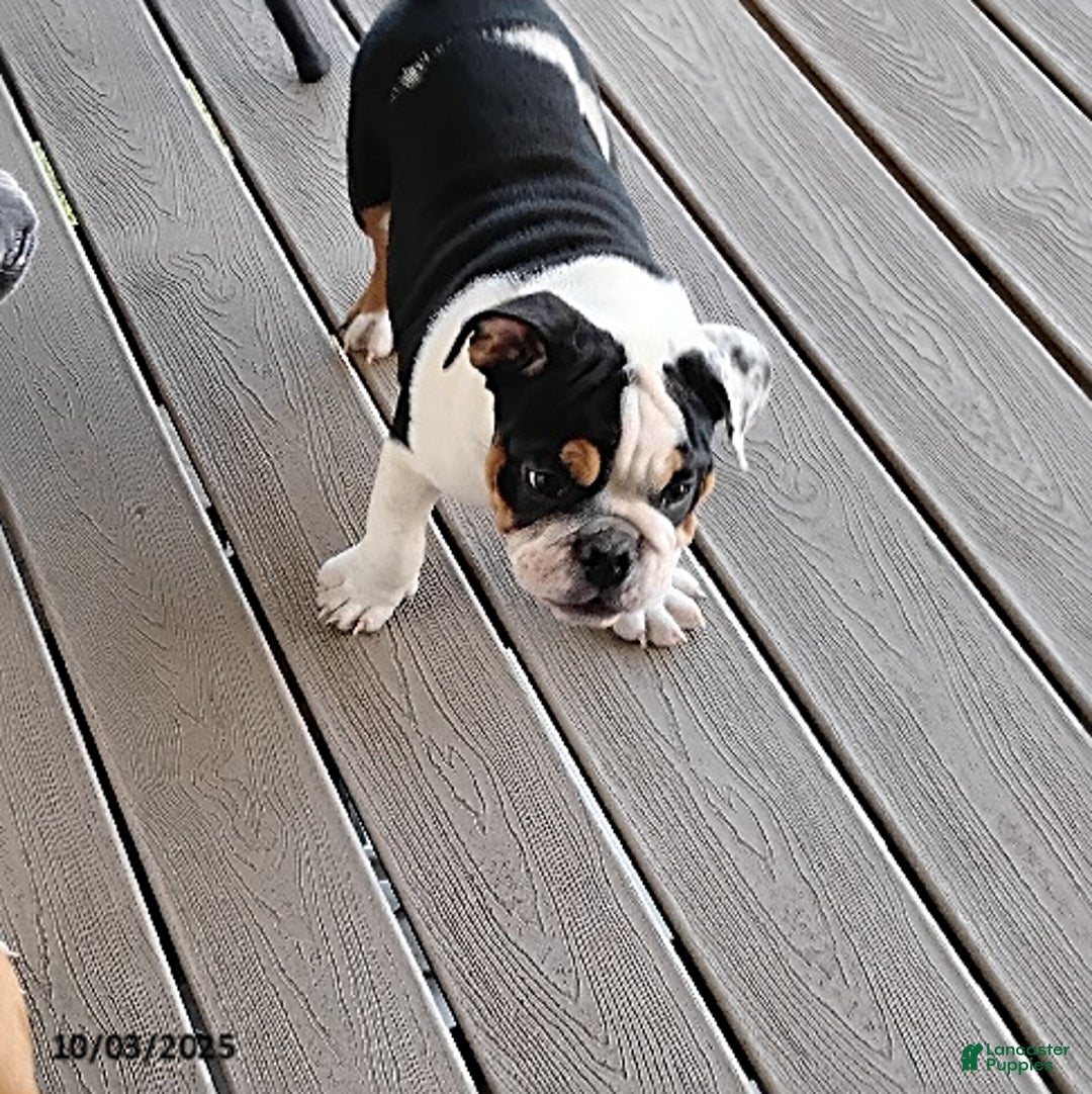 English Bulldog dogs for sale: Rival - Ad 6