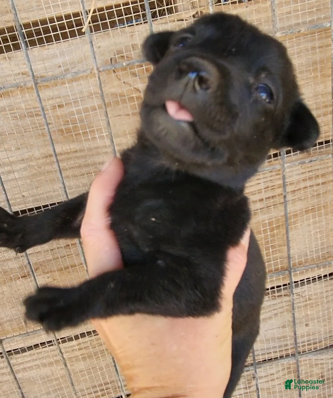 Dutch Shepherd dogs for sale: Dutch black brindle F - Ad 4