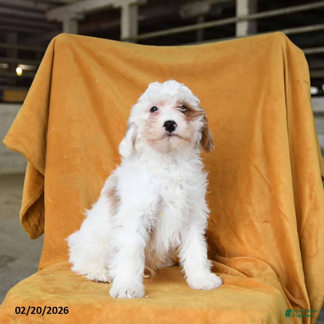 Cavapoo dogs for sale: Gus  - Ad 3