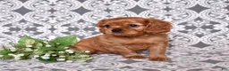 Cavalier King Charles Spaniel dogs for sale: Rusty - Ad 3