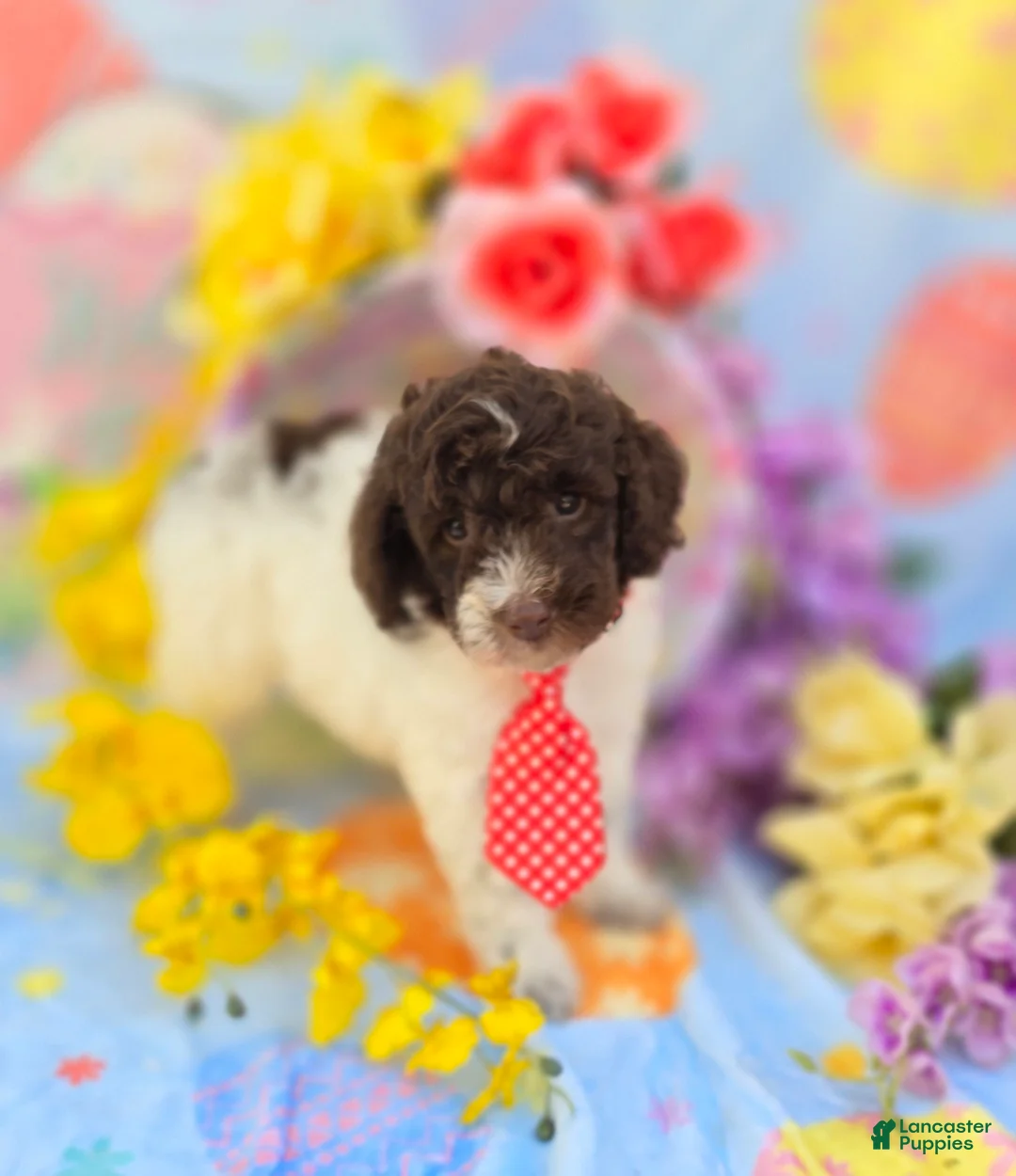 Mini Goldendoodle dogs for sale: Chex - Ad 2