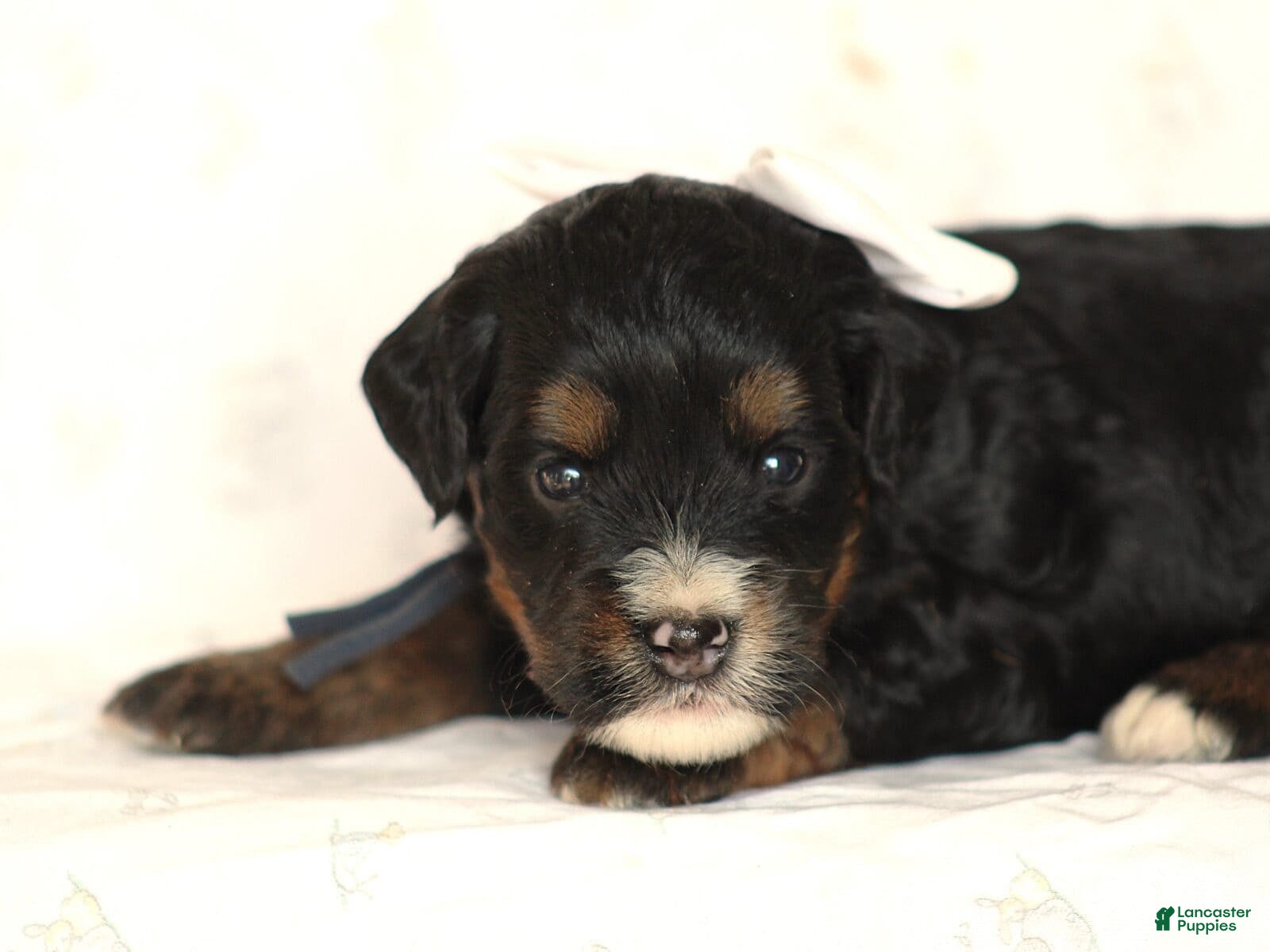 Mini Bernedoodle dogs Andre - Ad 1