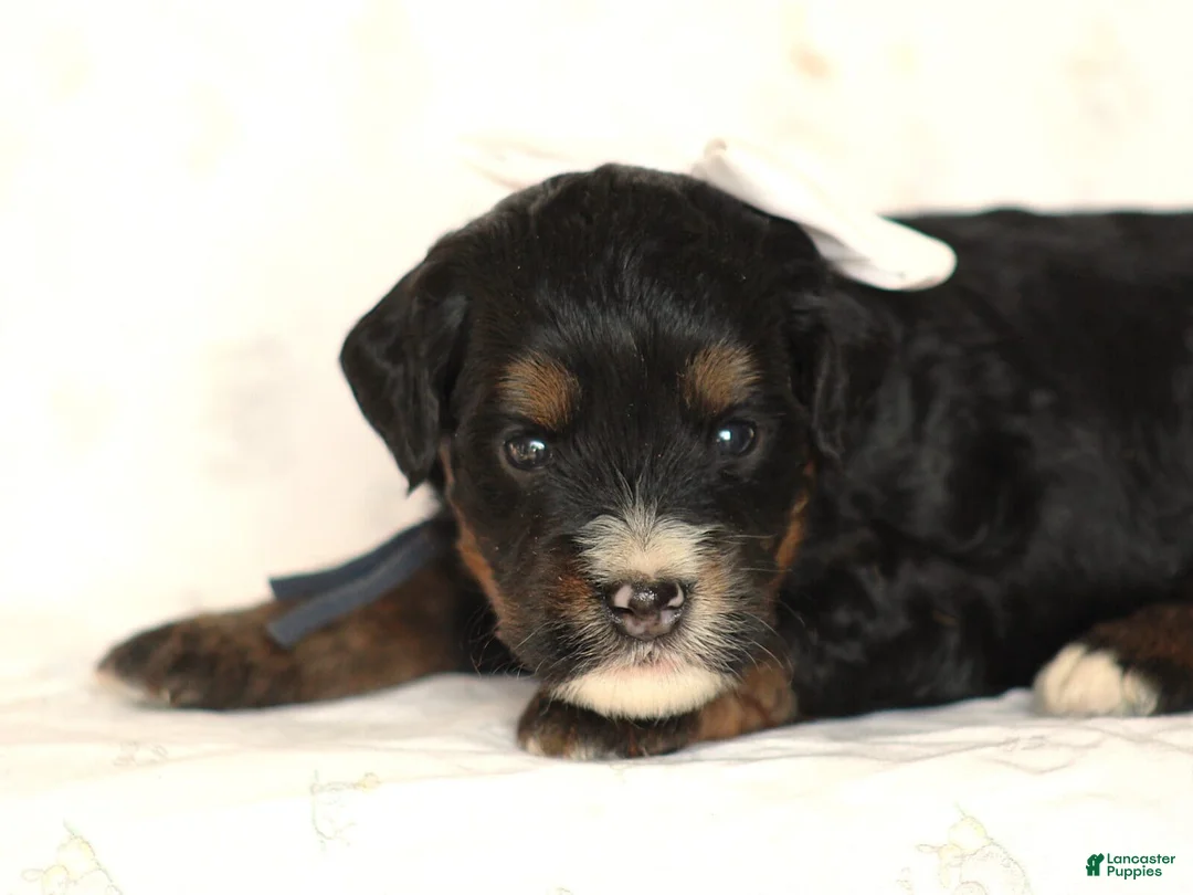 Mini Bernedoodle dogs for sale: Andre - Ad 1