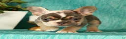 French Bulldog dogs for sale: Mojo - Ad 10
