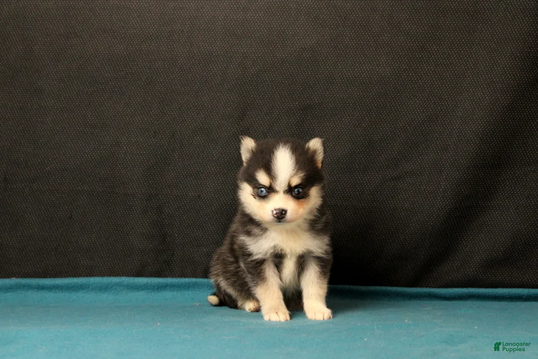 Pomsky dogs for sale: Selina - Ad 4