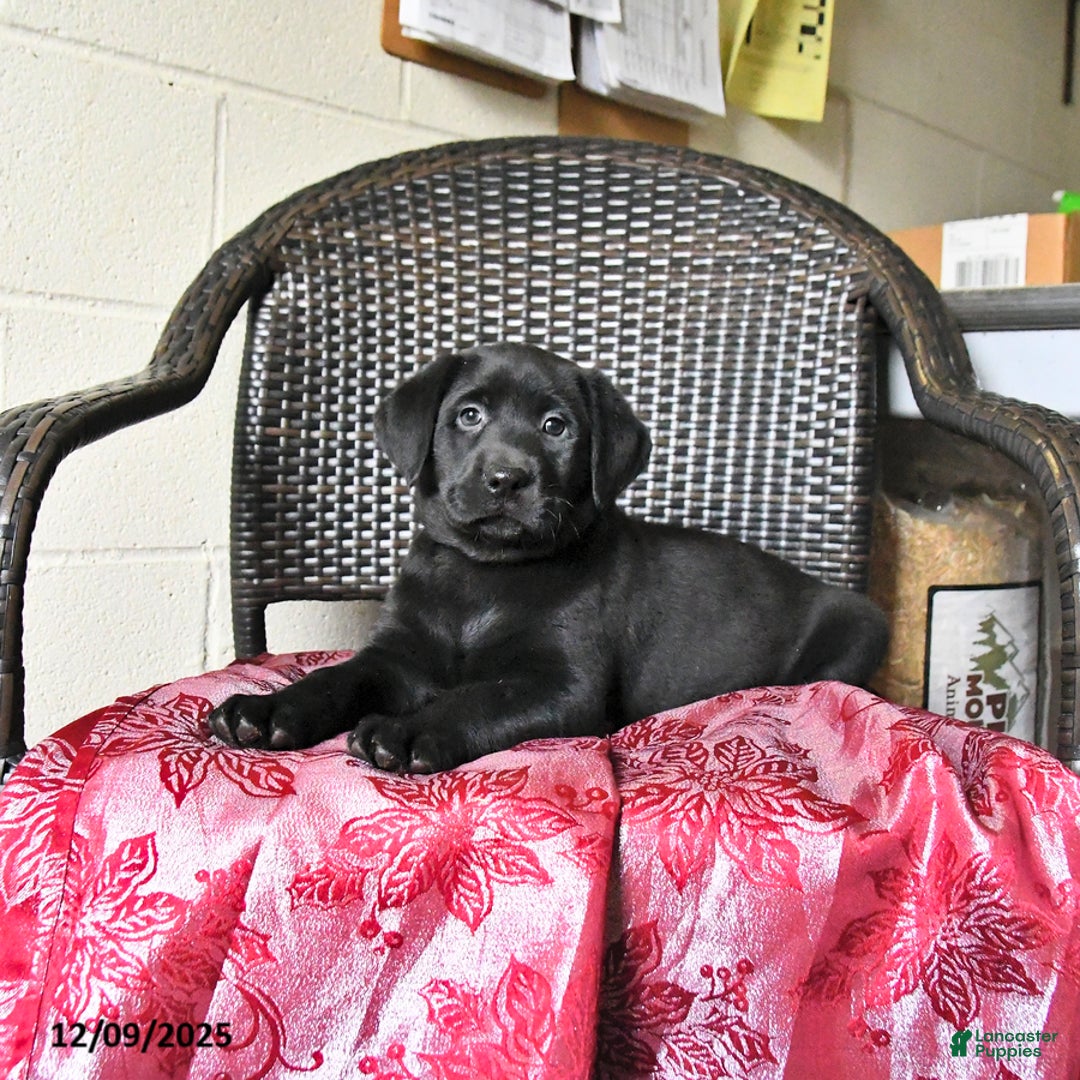 Labrador Retriever dogs for sale: Bella   - Ad 2