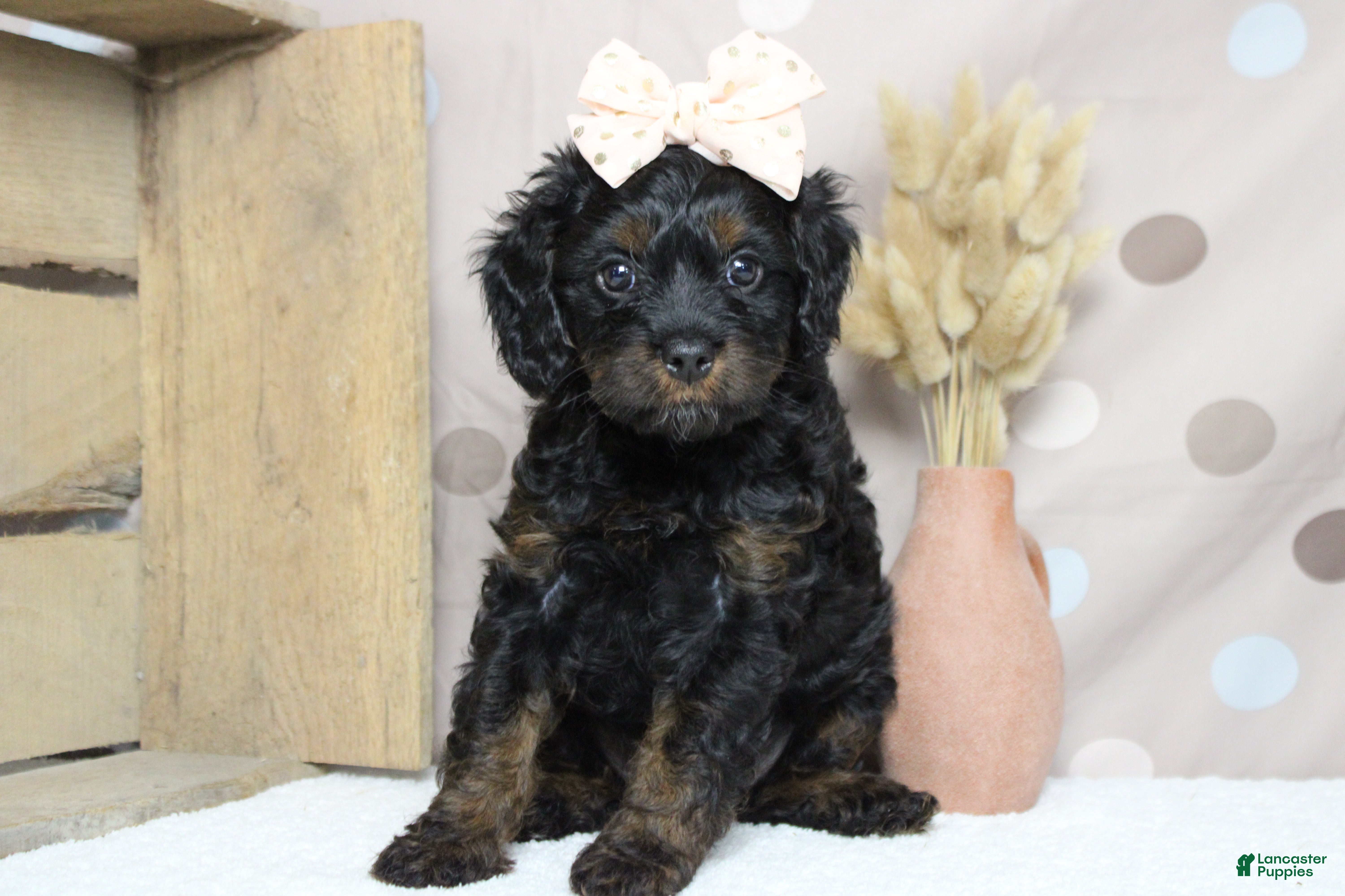 Toy Poodle dogs Pandora  - Ad 11
