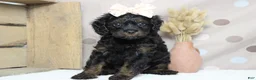 Toy Poodle dogs for sale: Pandora  - Ad 1