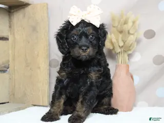 Toy Poodle dogs Pandora - Ad 27