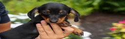 Miniature Dachshund dogs for sale: Iggy🐶  - Ad 14