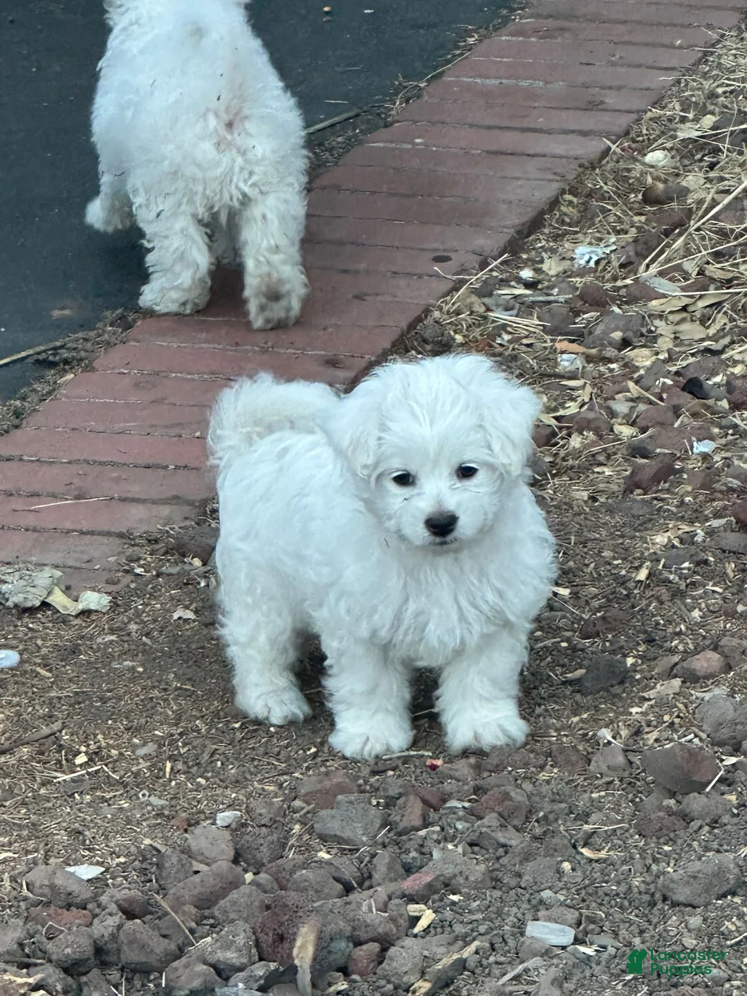 Maltese dogs for sale: Maltese Puppy 1 - Ad 2
