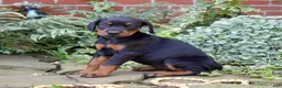 Doberman Pinscher dogs for sale: Orchid - Ad 8