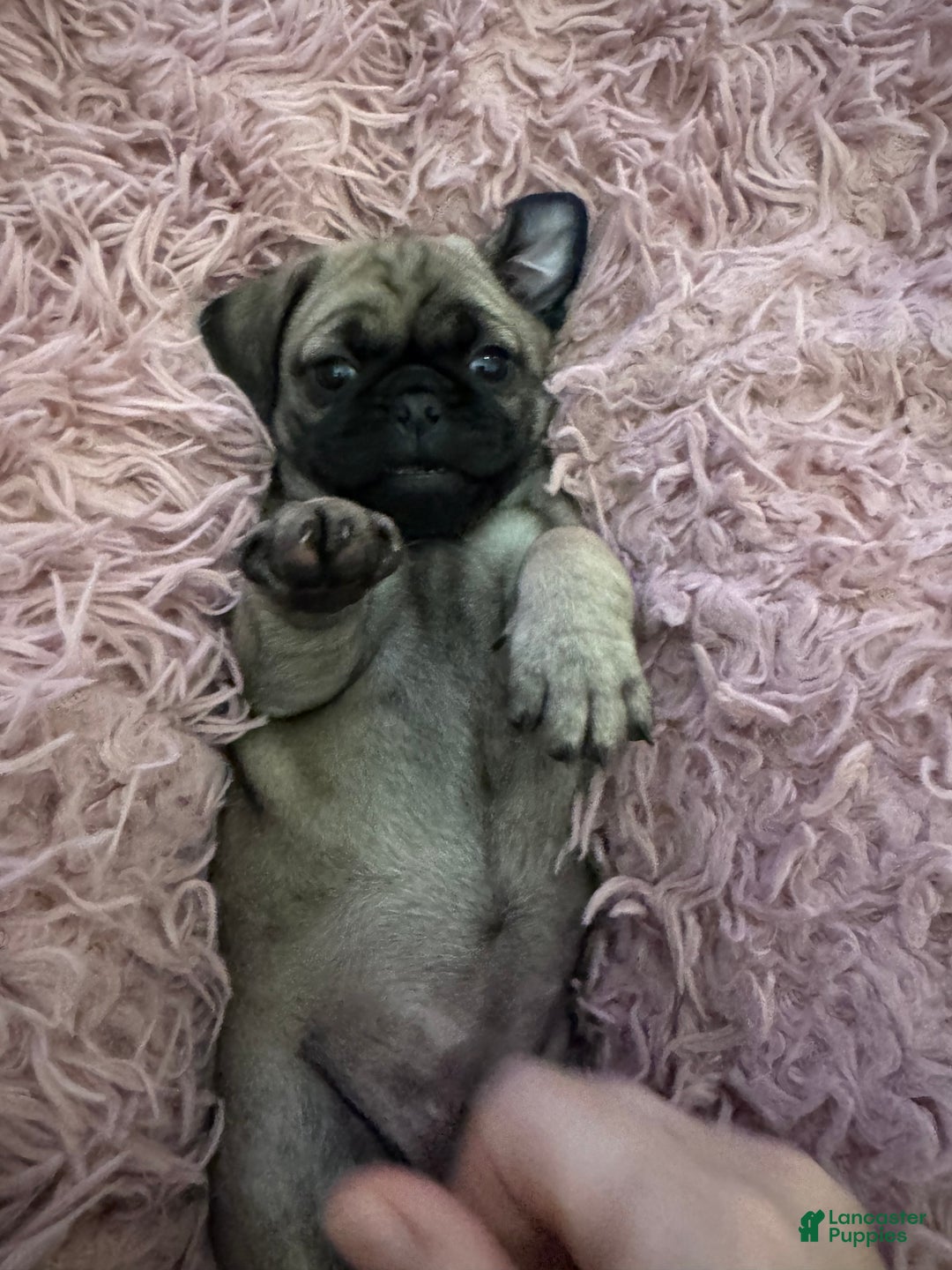 Pug dogs for sale: Pug Puppy 4 - Ad 1