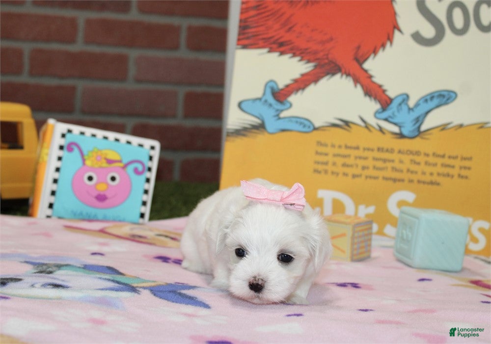 Maltese dogs Maltese 1 - Ad 2