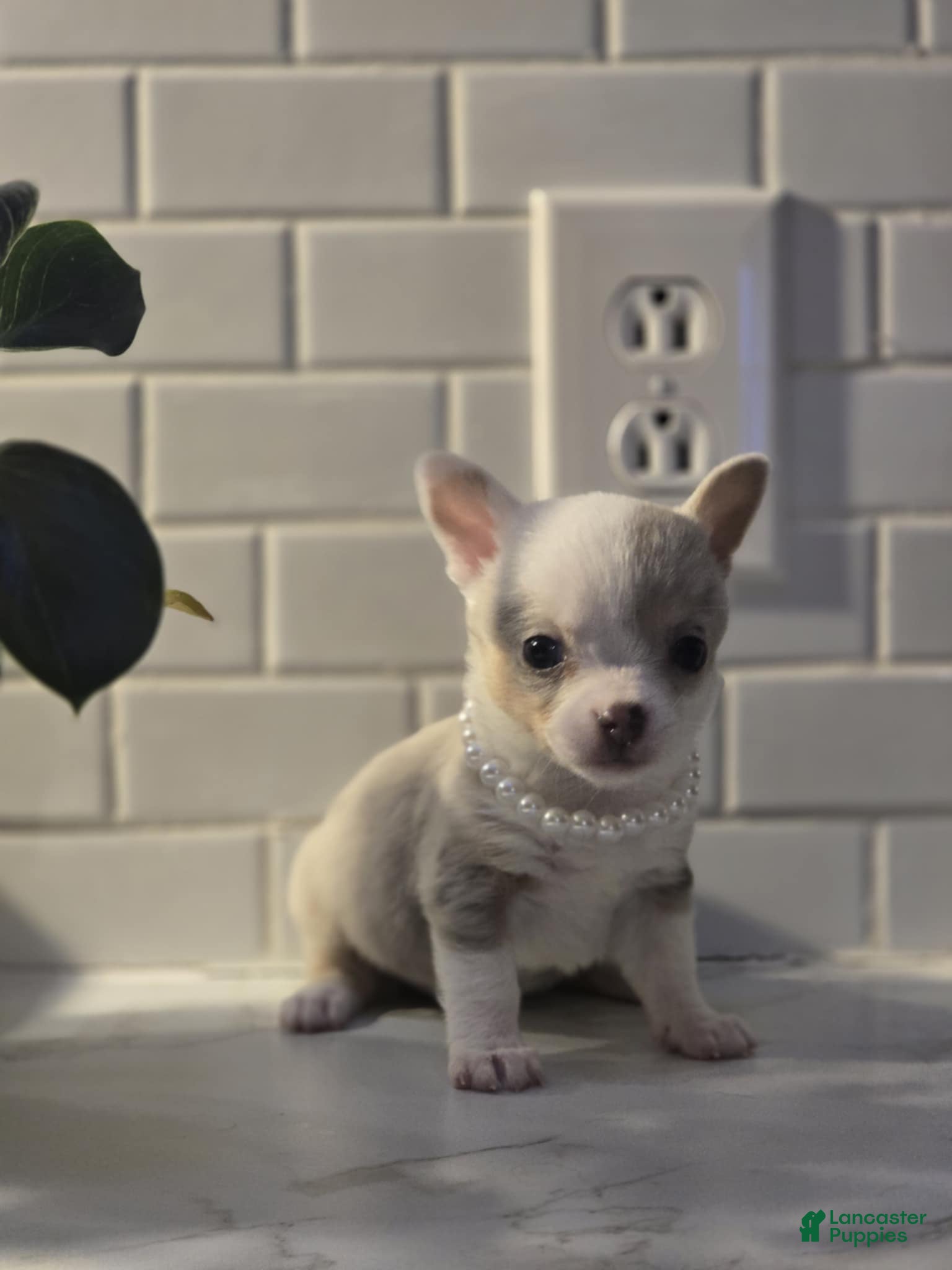 Chihuahua dogs for sale: lilly - Ad 1