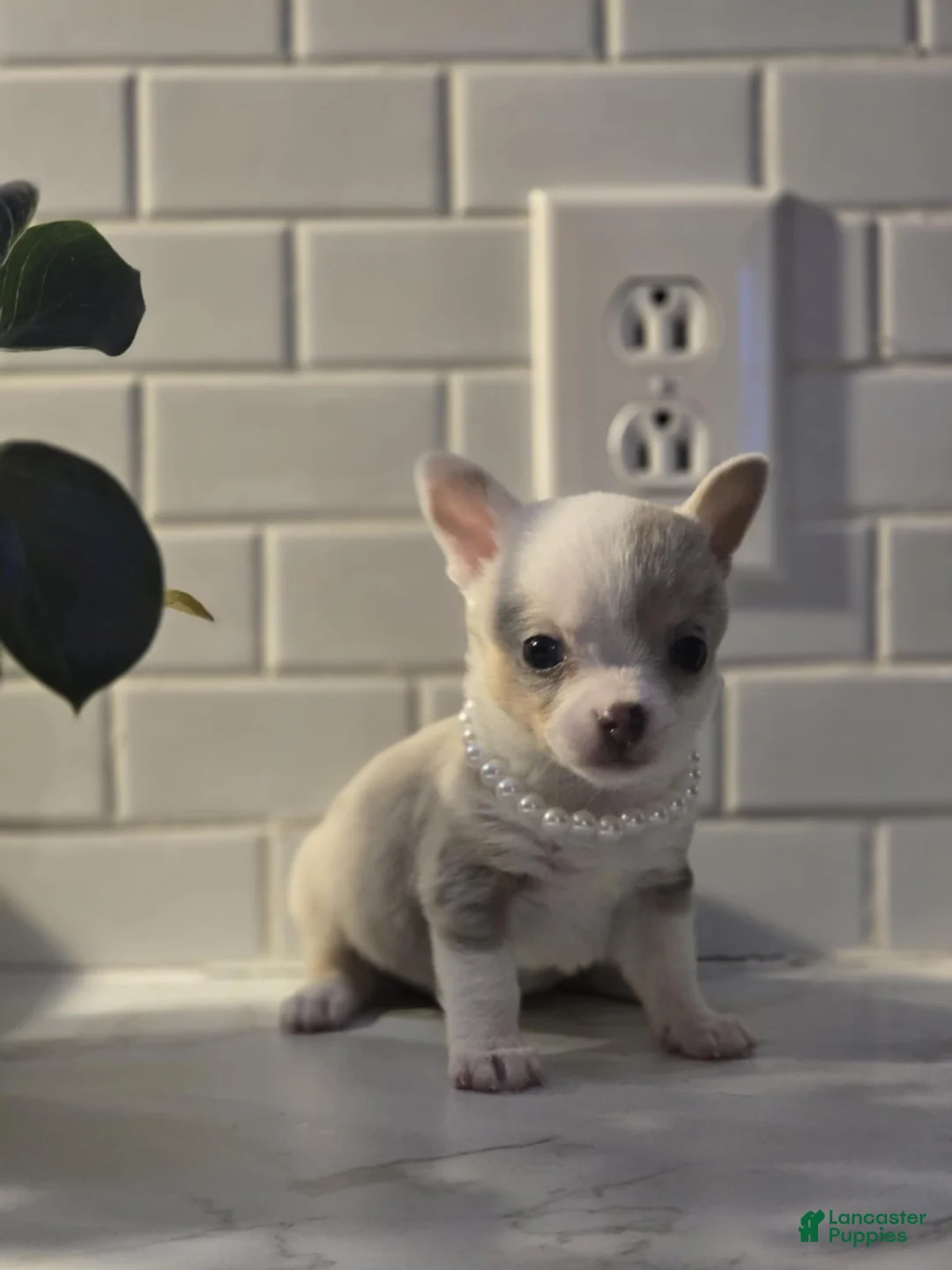 Chihuahua dogs for sale: lilly - Ad 1