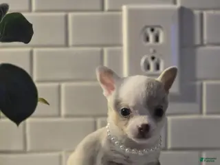 Chihuahua dogs for sale: lilly - Ad 1