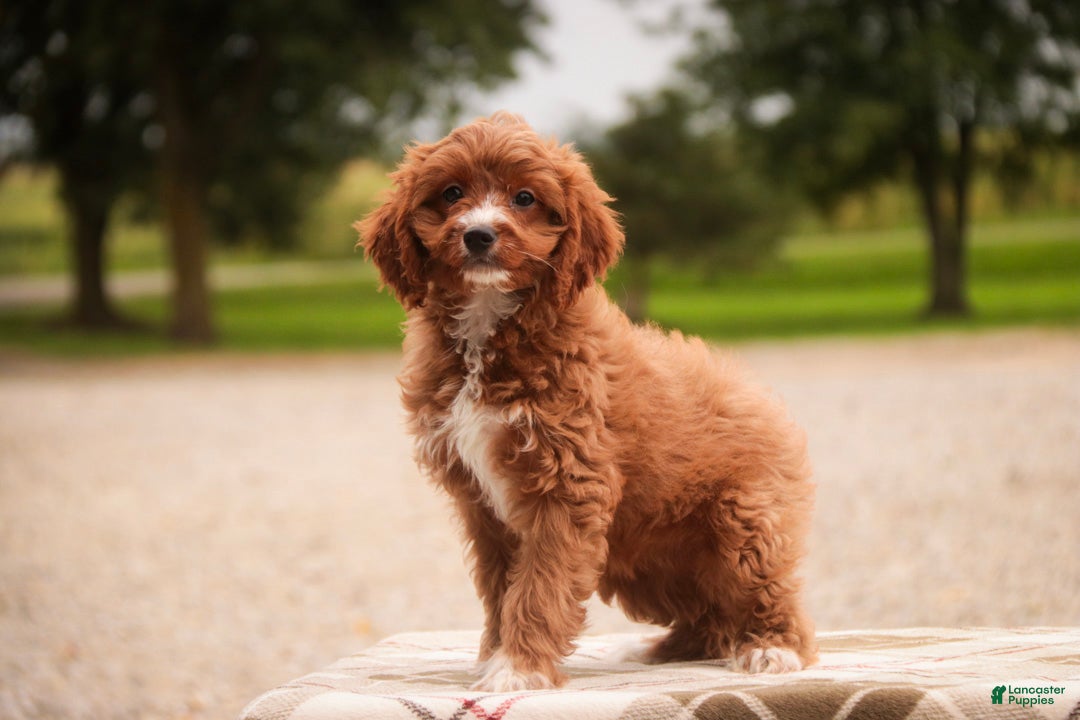 Cavapoo dogs Avery Cavapoo  - Ad 2
