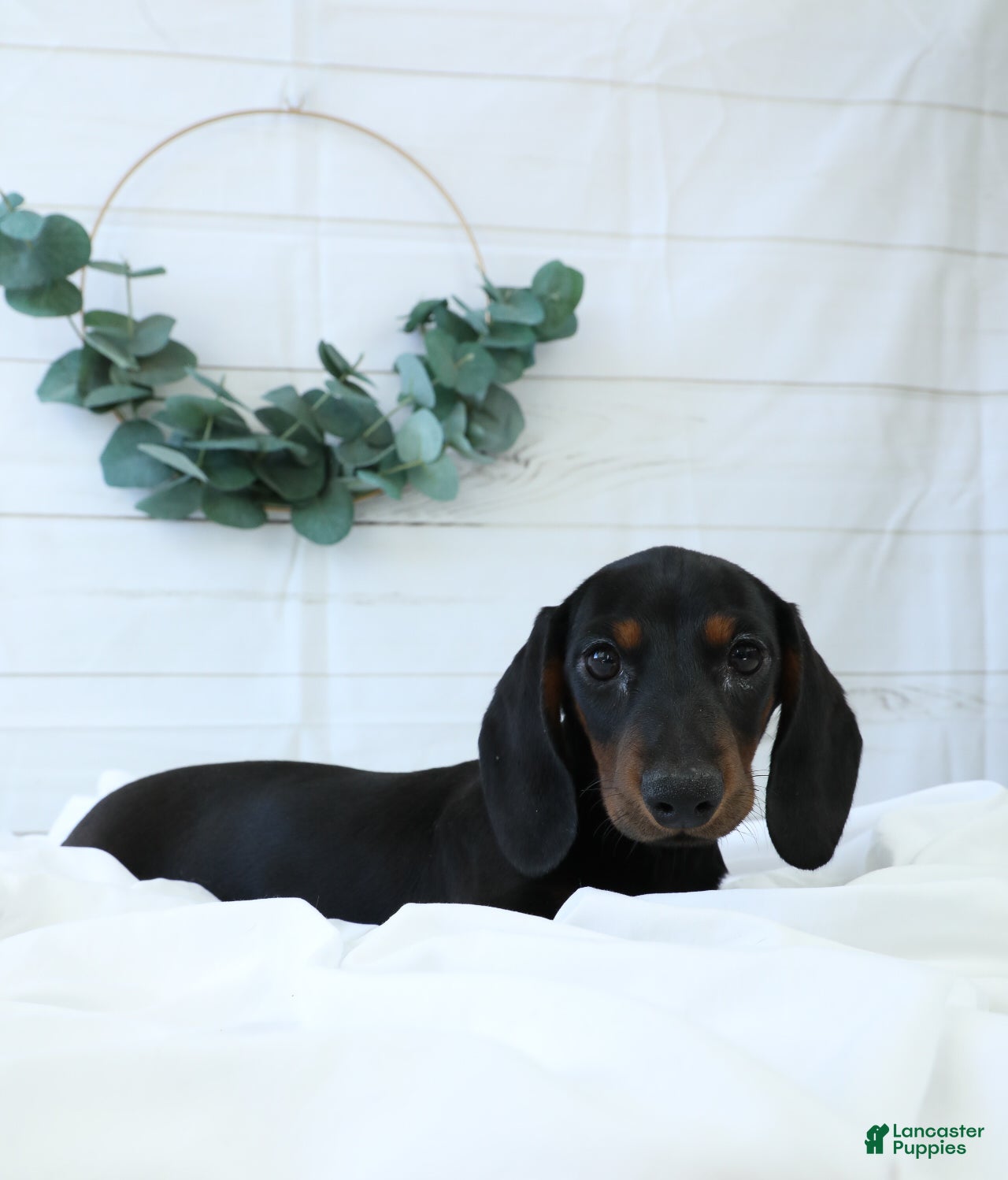 Miniature Dachshund dogs for sale: Bennett - Ad 3