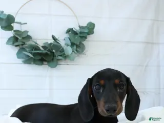 Miniature Dachshund dogs for sale: Bennett - Ad 3