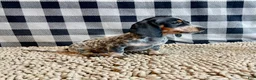 Miniature Dachshund dogs for sale: Nettie - Ad 9