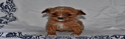 Cavapoo dogs for sale: Ivy - Ad 1