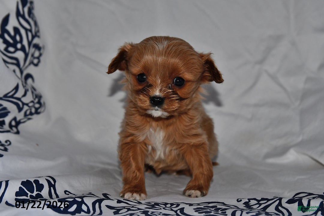 Cavapoo dogs for sale: Ivy - Ad 1